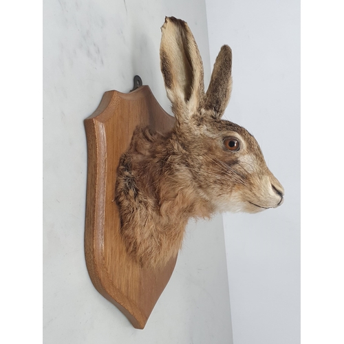 881 - A taxidermy Brown Hare Mask on oak shield