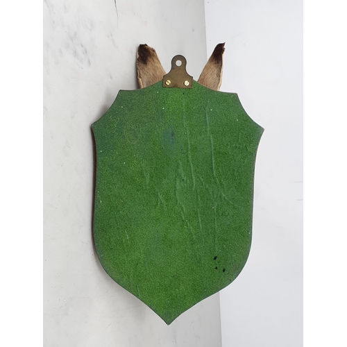 881 - A taxidermy Brown Hare Mask on oak shield