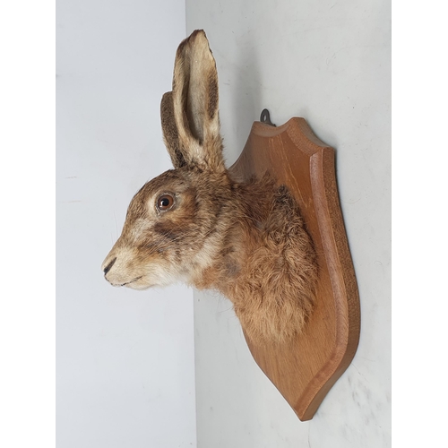 881 - A taxidermy Brown Hare Mask on oak shield