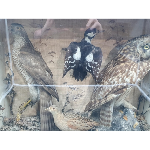 882 - An antique mahogany and glazed taxidermy Case displaying a Short-eared Owl, Sparrowhawk, Corncrake a... 