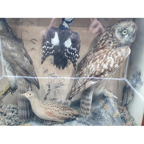 882 - An antique mahogany and glazed taxidermy Case displaying a Short-eared Owl, Sparrowhawk, Corncrake a... 