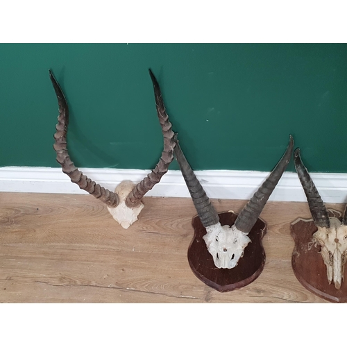 883 - Four sets of Antelope Horns including Gemsbok on shield, two Reedbuck on shields and an Impala