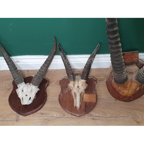 883 - Four sets of Antelope Horns including Gemsbok on shield, two Reedbuck on shields and an Impala