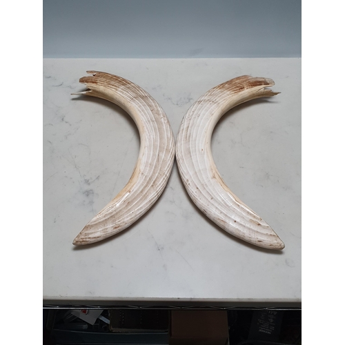 884 - A pair of Hippopotamus Tusks, 13in approximately