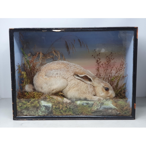 885 - An antique ebonised and glazed taxidermy Case displaying a Brown Hare in naturalistic moorland setti... 