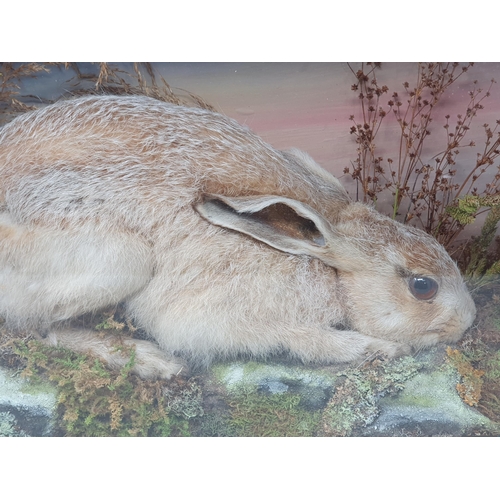 885 - An antique ebonised and glazed taxidermy Case displaying a Brown Hare in naturalistic moorland setti... 