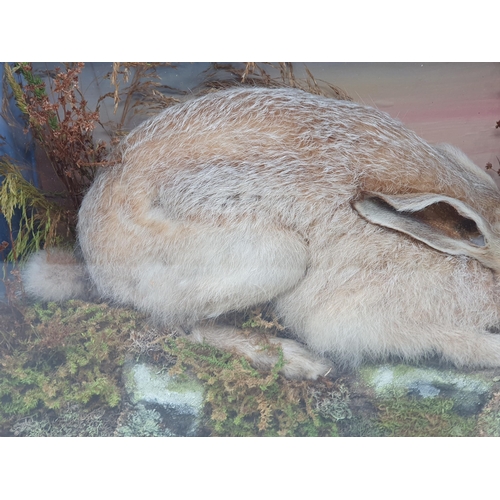 885 - An antique ebonised and glazed taxidermy Case displaying a Brown Hare in naturalistic moorland setti... 