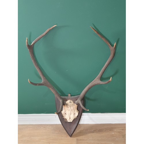 886 - A set of 8 point Red Stag Antlers on oak shield 2ft 2in W