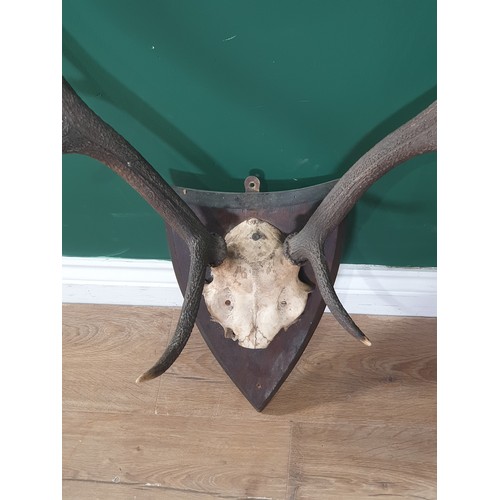 886 - A set of 8 point Red Stag Antlers on oak shield 2ft 2in W