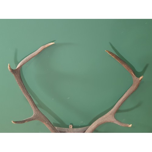 886 - A set of 8 point Red Stag Antlers on oak shield 2ft 2in W