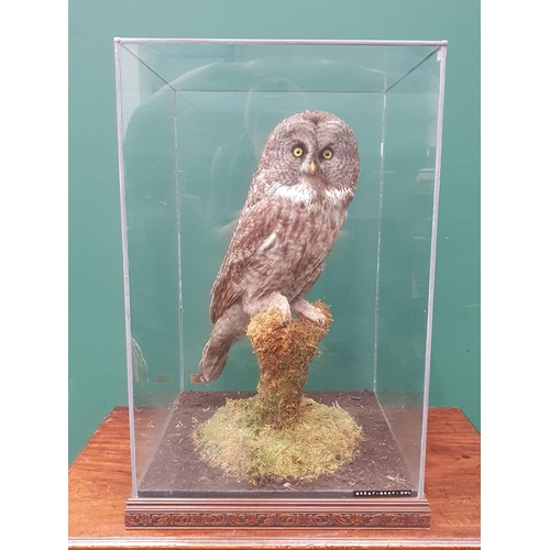 890 - A glazed taxidermy Case displaying a Great Grey Owl on lichen covered perch mounted by Natural Craft... 