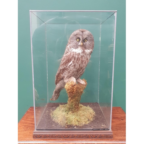 890 - A glazed taxidermy Case displaying a Great Grey Owl on lichen covered perch mounted by Natural Craft... 