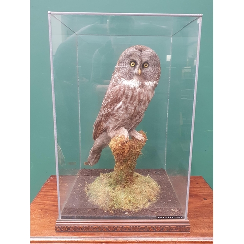 890 - A glazed taxidermy Case displaying a Great Grey Owl on lichen covered perch mounted by Natural Craft... 