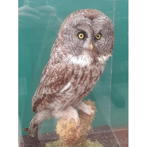 890 - A glazed taxidermy Case displaying a Great Grey Owl on lichen covered perch mounted by Natural Craft... 