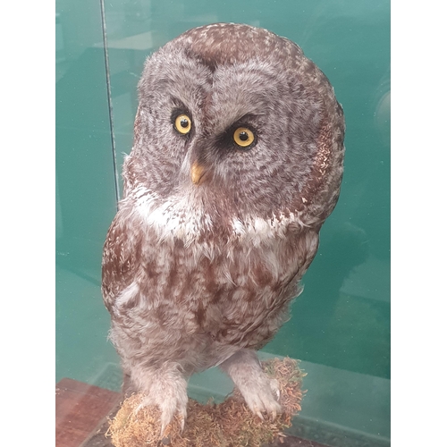 890 - A glazed taxidermy Case displaying a Great Grey Owl on lichen covered perch mounted by Natural Craft... 