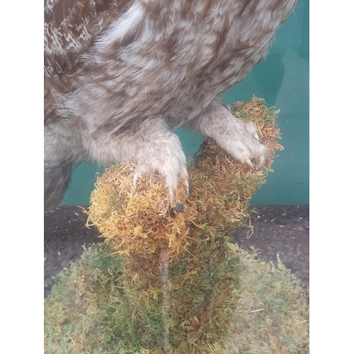 890 - A glazed taxidermy Case displaying a Great Grey Owl on lichen covered perch mounted by Natural Craft... 