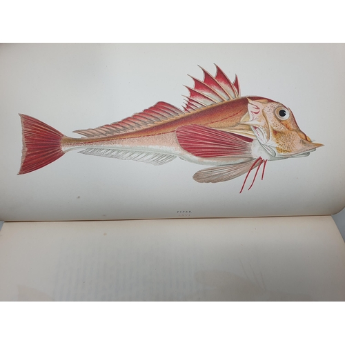 39 - COUCH, Jonathan F.L.S.; A History of Fishes of the British Isles, 4 Vols., printed by Groombridge & ... 