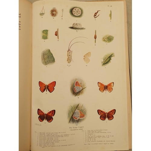 63 - FROHAWK, F.W, 'The Natural History of British Butterflies', 2 Vols, published by Hutchinson & Co., L... 