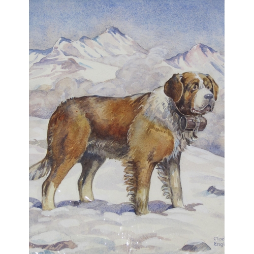 429 - CICELY ENGLEFIELD. Study of a St. Bernard, signed and inscribed, unframed, 14 x 9 1/2 in; tgether wi... 