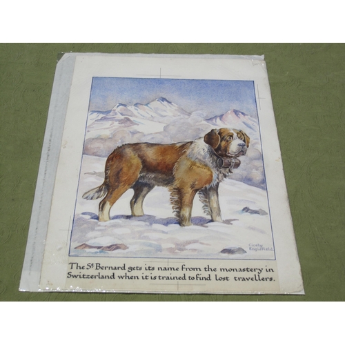 429 - CICELY ENGLEFIELD. Study of a St. Bernard, signed and inscribed, unframed, 14 x 9 1/2 in; tgether wi... 