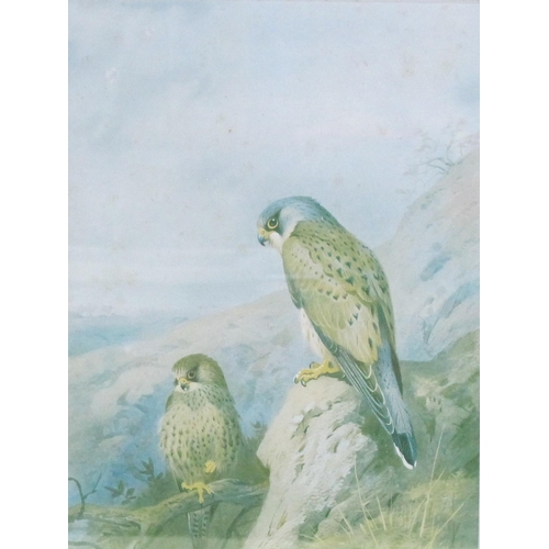 433 - ARCHIBALD T. THORBURN. Kestrel; House Martins: and Redstarts, colour lithographs, pencil signed, pub... 