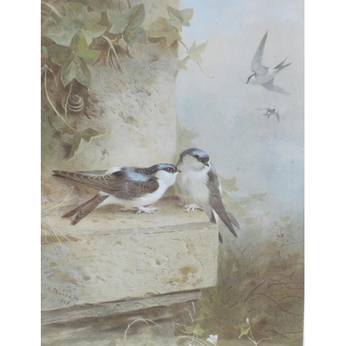 433 - ARCHIBALD T. THORBURN. Kestrel; House Martins: and Redstarts, colour lithographs, pencil signed, pub... 