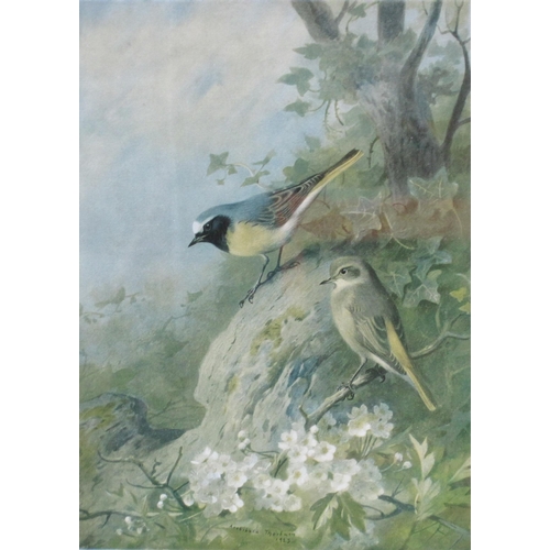 433 - ARCHIBALD T. THORBURN. Kestrel; House Martins: and Redstarts, colour lithographs, pencil signed, pub... 