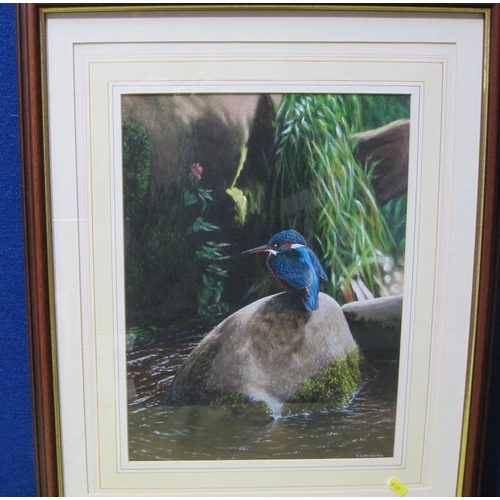 436 - I.R. PICKVANCE (?). A Kingfisher on a Rock, indistinctly signed,  mixed media on card, 15 x 11 in ; ... 