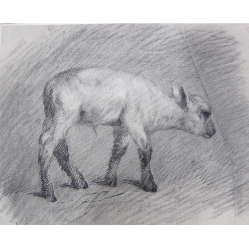 443 - ATTRIBUTED TO JAMES WARD RA. Study of a new born calf charcoal on paper, laid down on backing card, ... 