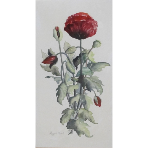 873 - MARGARET MERRITT. Poppy, signed, and  inscribed on artist's label verso, watercolour, 17 1/2 x 9 1/2... 