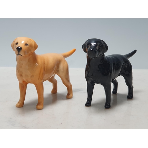 395 - A Yellow Beswick Labrador and a Black Beswick Labrador.