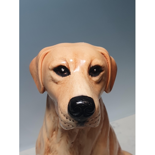 397 - A large Beswick Figure of a seated yellow Labrador, 14in H