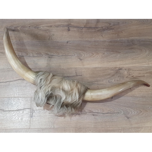 834 - A pair of Highland Cow Horns 3ft 4in W (R8)