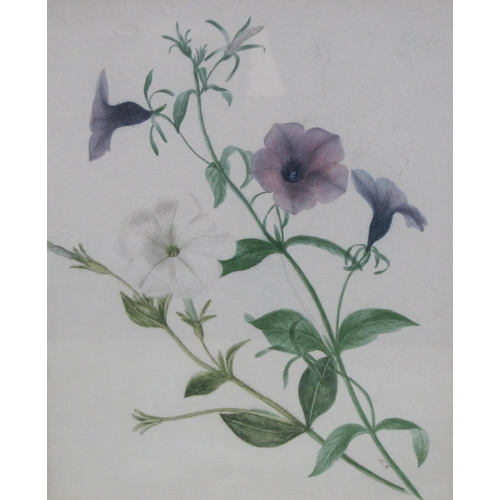 546 - RACHEL BINYON. Two  Botanical Studies , signed with initials and date 1840,watercolour, 8 x 6 1/2 in... 