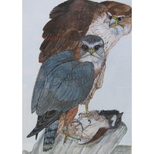 563 - J. HOLLICK. Two Peregrines on a Branch, signed, watercolour, 20 x 14 1/2 in ; and another watercolou... 