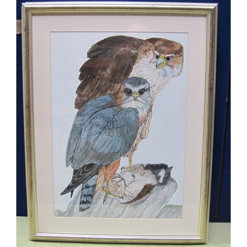 563 - J. HOLLICK. Two Peregrines on a Branch, signed, watercolour, 20 x 14 1/2 in ; and another watercolou... 