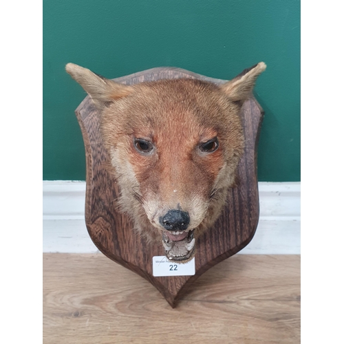 22 - A Taxidermy Fox Mask mounted on shaped shield. (R3).