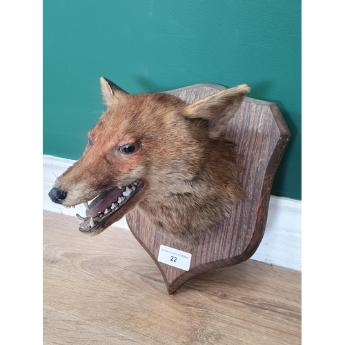 22 - A Taxidermy Fox Mask mounted on shaped shield. (R3).