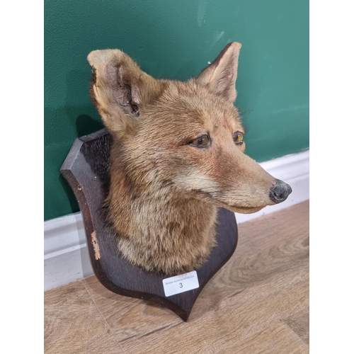 3 - A taxidermy Fox Mask on stained shield bearing impressed mark for 