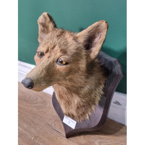 3 - A taxidermy Fox Mask on stained shield bearing impressed mark for 