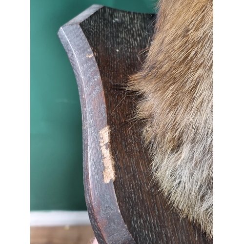 3 - A taxidermy Fox Mask on stained shield bearing impressed mark for 