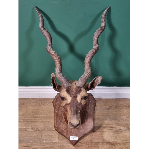 5 - A taxidermy Black Buck head and neck mount on shaped hardwood shield, A/F (R3)