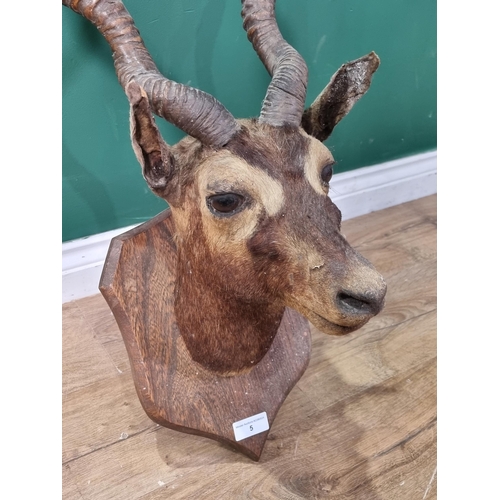 5 - A taxidermy Black Buck head and neck mount on shaped hardwood shield, A/F (R3)