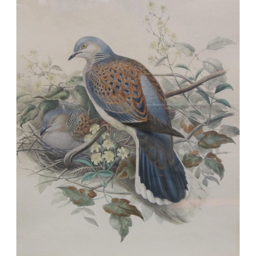 409 - AFTER JOHN GOULD . Turle Doves, 'Turtur auritus', coloured engraving, 16 x 13 in