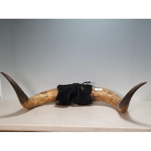 70 - A pair of Bull Horns, 2ft 5in W (R7)