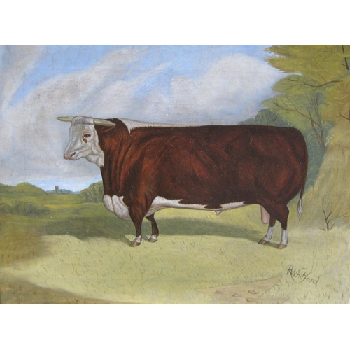 72 - ENGLISH SCHOOL, 20Th CENTURY. A Prize Hereford Bull, bears added signature 'R.Whitford', oil on canv... 