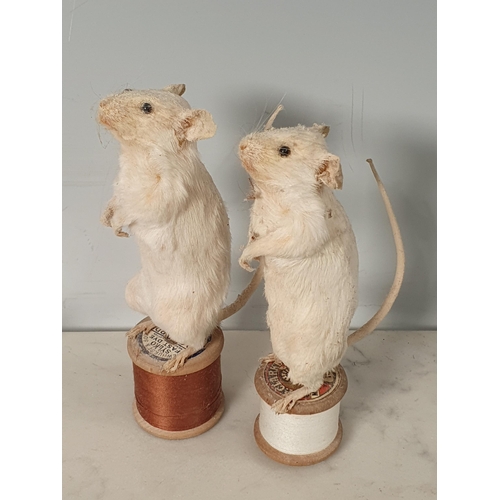 47 - Seven white Taxidermy Mice some with Cotton Reels. (R1).