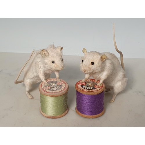 47 - Seven white Taxidermy Mice some with Cotton Reels. (R1).