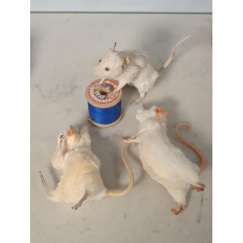 47 - Seven white Taxidermy Mice some with Cotton Reels. (R1).