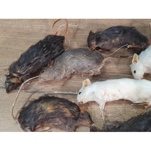 49 - A collection of taxidermy Mice (R6)